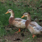 Sacrifican más de 200,000 patos en Francia por 