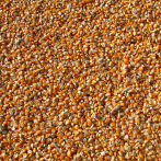 El 2021 empieza con subidas de precios de cereales y semillas oleaginosas