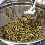 Agencia de la Unión Europea dice que es seguro comer gusanos