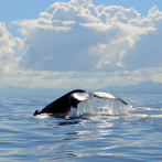 Este viernes inicia temporada de observación de ballenas jorobadas