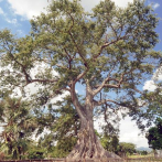 Proyecto plantará un árbol por cada muerto de covid-19 en Brasil