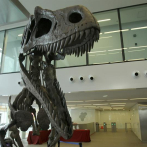 Dinosaurio hallado en Argentina podría ser el de mayor tamaño conocido
