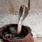 El veneno de las cobras evolucionó para defenderse de los predadores