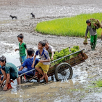 La FAO refuerza sus acciones para eliminar el trabajo infantil en la agricultura