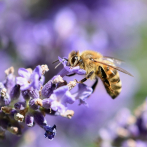Sin noticias de una cuarta parte de especies de abejas desde los años 90
