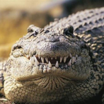 Dos cocodrilos americanos en peligro de extinción nacen en zoológico de Perú