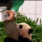 Video de un bebé panda aferrándose a su cuidador arrasa en redes sociales