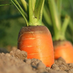 Gobierno pondrá RD$200 millones para la producción de papa y zanahoria; busca reducir precios