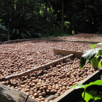 El país realiza su primera exportación de macadamia procesada