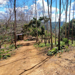 Medio Ambiente somete a la justicia responsable de talar 1,700 árboles en Yamasá