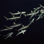 El negocio millonario de la pesca del tiburón