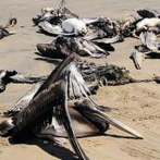Encuentran 300 pelícanos muertos a causa de la gripe aviar en Mauritania