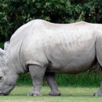 Más de 2,000 rinocerontes blancos en cautividad en Sudáfrica serán liberados en diez años