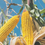 Insumos como el maíz amarillo y el trigo impactarán la producción
