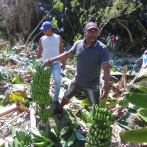 Productores de plátano denuncian destruyeron sus plantaciones con autorización del Gobierno