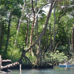 La sociedad dominicana conoce poco sobre el manglar y las leyes que lo protegen