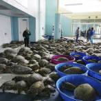 Rescatan a miles de tortugas aturdidas por el frío en Texas