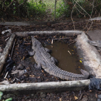 Rescatan tres cocodrilos en cautiverio en propiedad del expelotero José Rijo