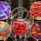 Los científicos identifican más de 140,000 especies de virus en el intestino humano