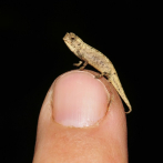 ¿El reptil más pequeño del mundo?