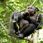 Los chimpancés, como los humanos, se unen ante las amenazas de otros grupos