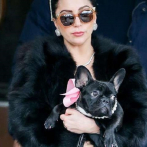 Lady Gaga en shock: secuestran a dos de sus perros, ofrece US$500 mil de recompensa