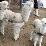 Perú busca proteger de neumonía a alpacas bebés con chalecos