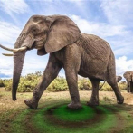 Elefanta mata de un golpe a cuidador en zoológico en España