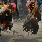 Gallo mata a dueño durante pelea en la India