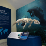 Museo de Historia Natural estrena exhibición del esqueleto del manatí Tamaury