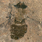 Polen fósil de 47 millones de años es recuperado del estómago de una mosca