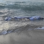 Encuentran muerto un ballenato en playa de Nagua