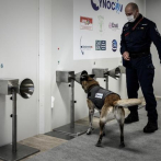 Italia empieza un estudio con perros para detectar la covid-19 con el olfato