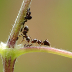 Las hormigas verdes, de la dieta aborigen a una ginebra que cosecha premios