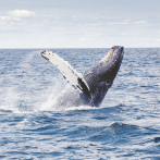 Una nueva serie documental revela los secretos de las ballenas