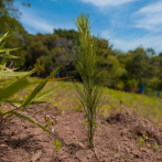 Plantan 1,500 árboles en terrenos del Plan Sierra