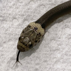 Australiano encuentra serpiente en lechuga comprada en supermercado