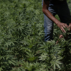 México: ¿Cómo va el proceso de legalización de la marihuana?