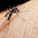 El país registra 67 casos de malaria