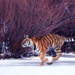 Un tigre siberiano ataca a un campesino y a un coche en el noreste de China