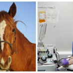 Investigadores desarrollan suero contra covid a través del plasma de caballos
