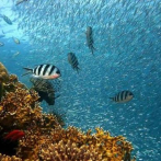 La UNESCO avisa que los océanos podrían dejar de absorber el CO2