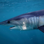 Un tiburón muerde a una mujer de 64 años en una playa de Florida