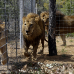 Sudáfrica prohibirá la cría de leones en cautividad para caza y turismo