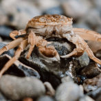 Identifican el origen del patógeno que aniquila los cangrejos en el mundo