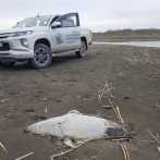 Unas 170 focas encontradas muertas en república rusa de Daguestán, a orillas del mar Caspio