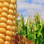 Brasil se convertirá este año en el mayor exportador mundial de maíz