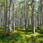 Plantar bosques en todo el mundo contra el cambio climático es ineficaz, dicen dos científicos