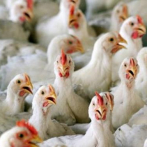 Dejen de besar a los pollos, piden las autoridades sanitarias de Estados Unidos