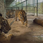 Dos tigres abatidos en un zoológico de China después de matar a un guardián
